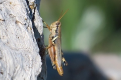 Melanoplus glaucipes
