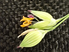 Panicum miliaceum ruderale