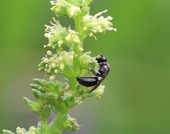 Hylaeus signatus