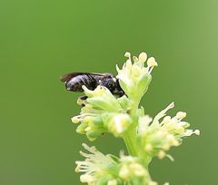 Hylaeus signatus