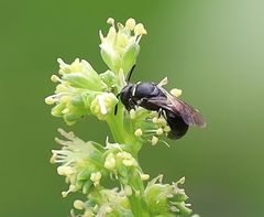 Hylaeus signatus