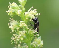 Hylaeus signatus