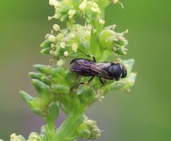 Hylaeus signatus