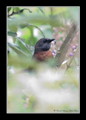 Synallaxis erythrothorax