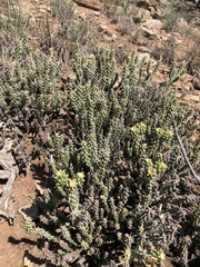 Cylindropuntia whipplei