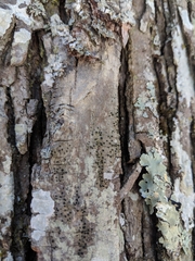 Cresponea chloroconia