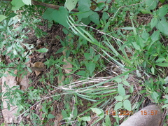 Setaria scheelei
