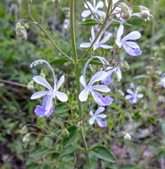 Trichostema arizonicum