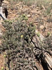 Cylindropuntia whipplei