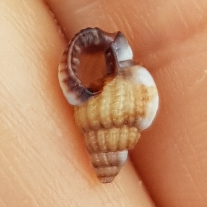 Small Dog Whelk