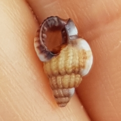 Tritia varicosa