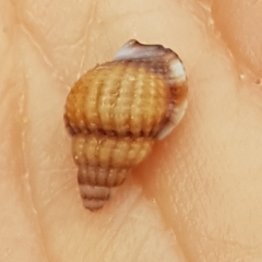 Tritia varicosa
