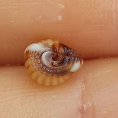 Tritia varicosa