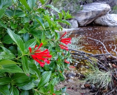 Bouvardia ternifolia