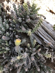 Cylindropuntia whipplei