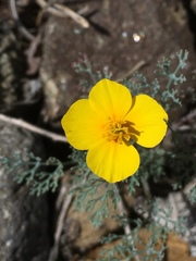 Eschscholzia ramosa