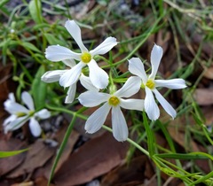 Phlox tenuifolia