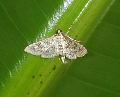Nomophilini