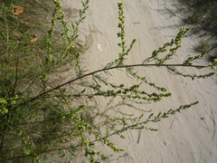 Artemisia marschalliana