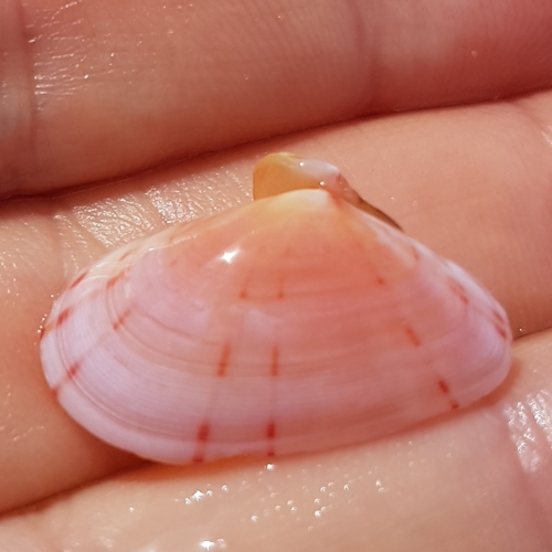 Moerella donacina