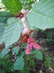 Acer tataricum