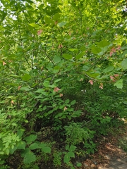 Acer tataricum