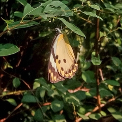 Belenois calypso calypso