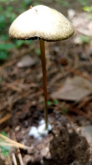 Panaeolus cyanescens