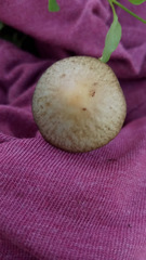 Panaeolus cyanescens