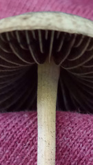 Panaeolus cyanescens