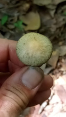 Panaeolus cyanescens