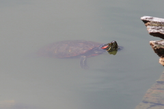 Trachemys scripta elegans