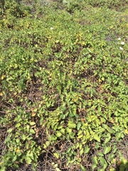 Calystegia macrostegia amplissima