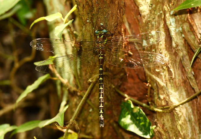 Periaeschna unifasciata
