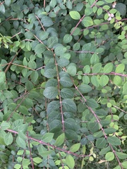 Symphoricarpos