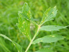 Puccinia commutata