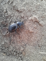 Tentyria grossa grossa