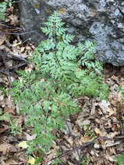 Ligusticum porteri
