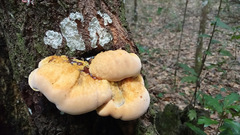 Inonotus quercustris