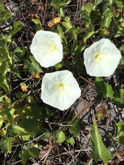 Calystegia macrostegia amplissima