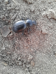 Tentyria grossa grossa