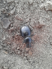 Tentyria grossa grossa