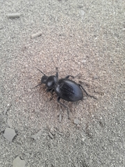 Tentyria grossa grossa