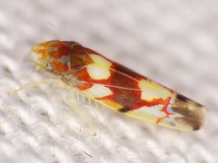 Erythroneura elegans