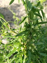 Metastelma arizonicum