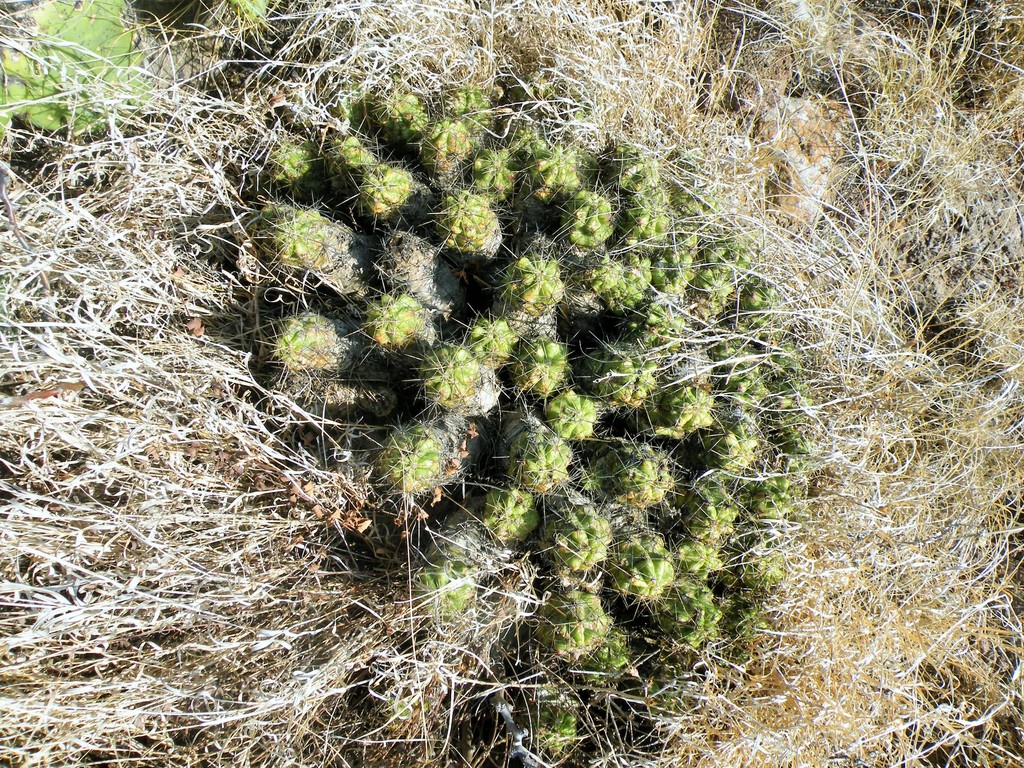 Echinocereus cinerascens, Soledad de Graciano Sánchez, S.L.P., Mexico