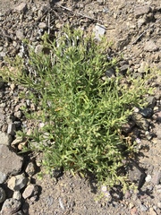 Spergularia macrotheca macrotheca