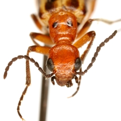 Pyrota lineata