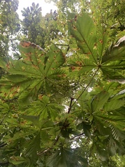 Aesculus hippocastanum