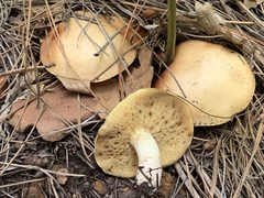 Suillus kaibabensis
